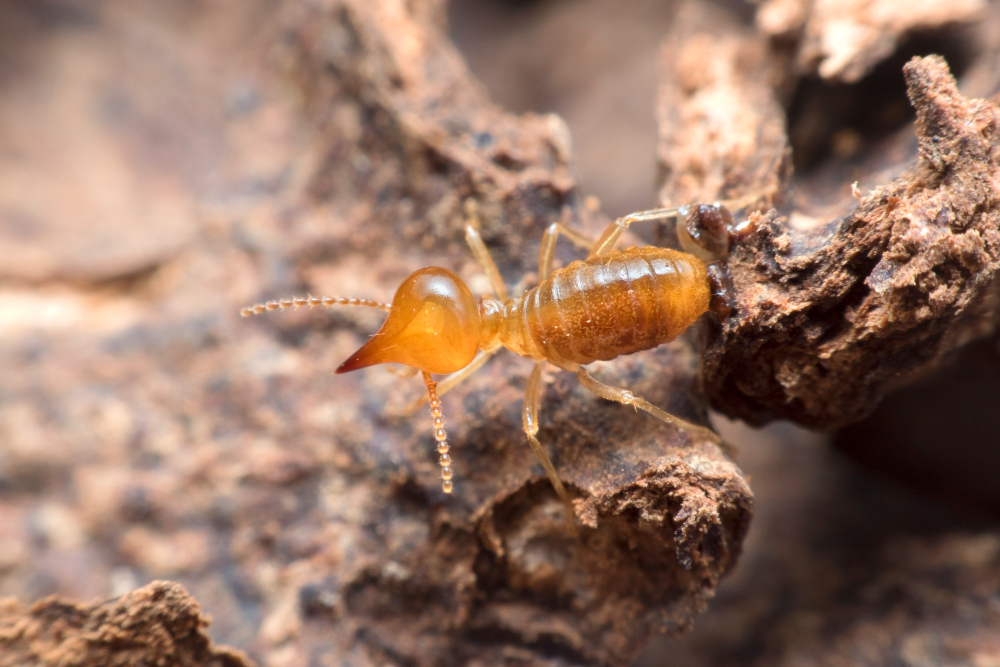 Understanding the Termite Life Cycle and Habits: A Guide for Homeowners