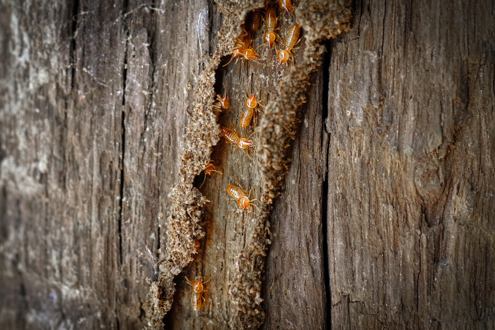 prevention strategies for home protection from drywood termites