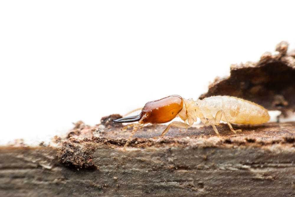 Close-up of termites infesting a wooden beam, highlighting the extensive damage and economic impact caused by termite infestations.